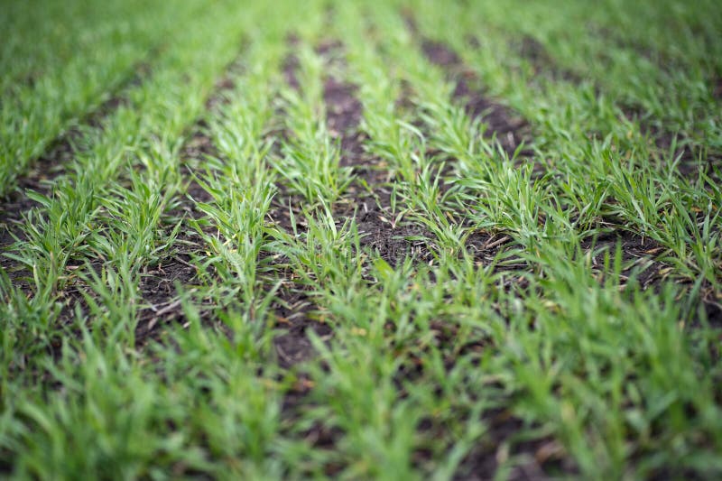 Unga veteplantor som växer i en jord Jordbruk- och agronomitema Jordbruksprodukter för organisk mat på fält Naturlig bakgrund arkivbilder Unga veteplantor som växer i en jord Jordbruk- och agronomitema Jordbruksprodukter för organisk mat på fält Naturlig bakgrund arkivbilder
