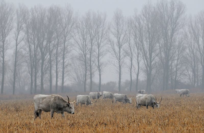 Ungarische graue Kühe auf einem Gebiet lizenzfreie stockfotografie Ungarische graue Kühe auf einem Gebiet lizenzfreie stockfotografie