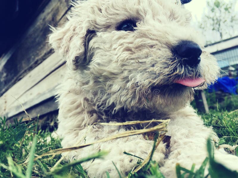 Komondor Welpe stockfoto. Bild von pedigreed, legen, frizzy 5180408
