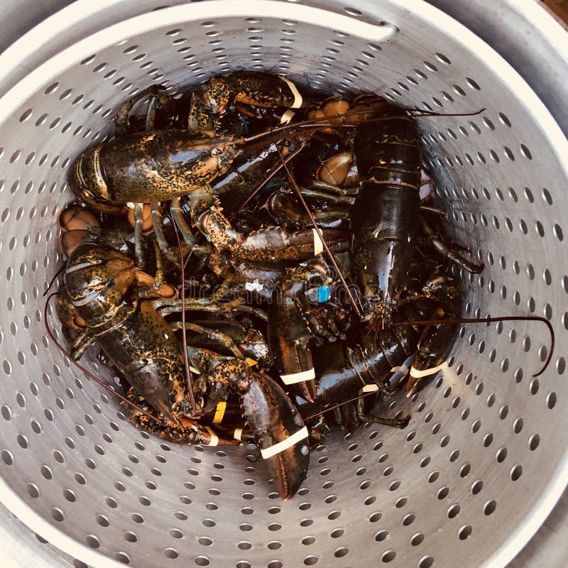 Hummer Gruppieren Lebendiges Stockbild Bild von frisch, schale 102319357