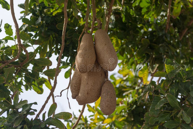 Ungenießbare Früchte des immergrünen Wurstbaums, Kigelia-africana stockfotografie