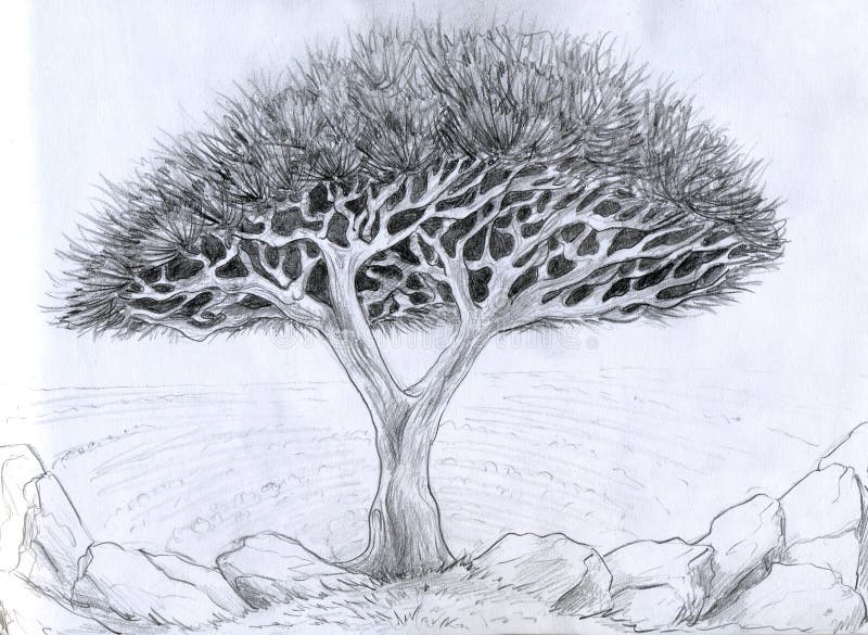 Baum Zeichnung Zeichnung Im Bleistift Vektor Abbildung Illustration Von Bleistift Zeichnung