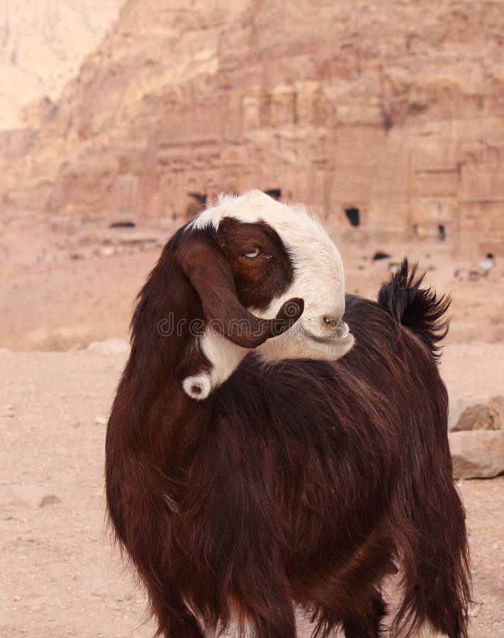 Ungewöhnliche Ziege in PETRA stockfoto Ungewöhnliche Ziege in PETRA stockfoto