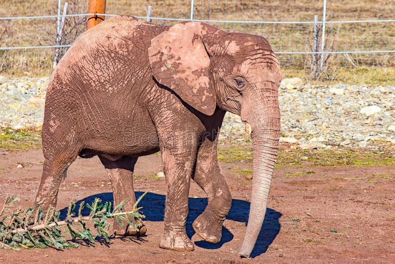 Ungt köra för elefant som är långsamt royaltyfria foton Ungt köra för elefant som är långsamt royaltyfria foton