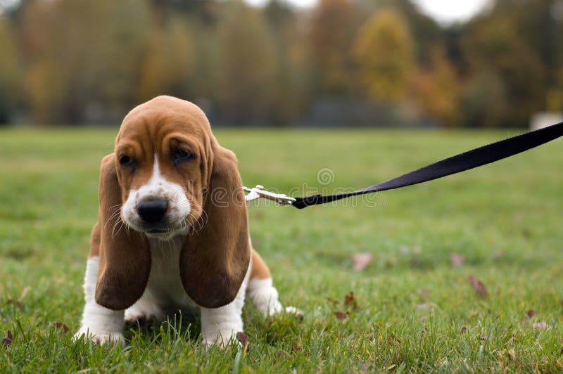 Unhappy Basset Hound sitting in the grass