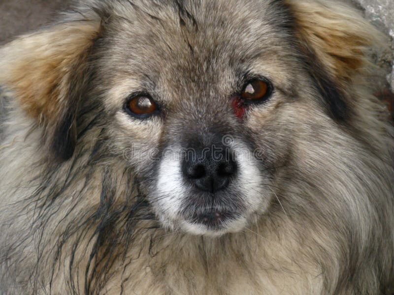 At the Unhappy Dog the corner of an eye, the scratch received in a fight, stock photos At the Unhappy Dog the corner of an eye, the scratch received in a fight, stock photos