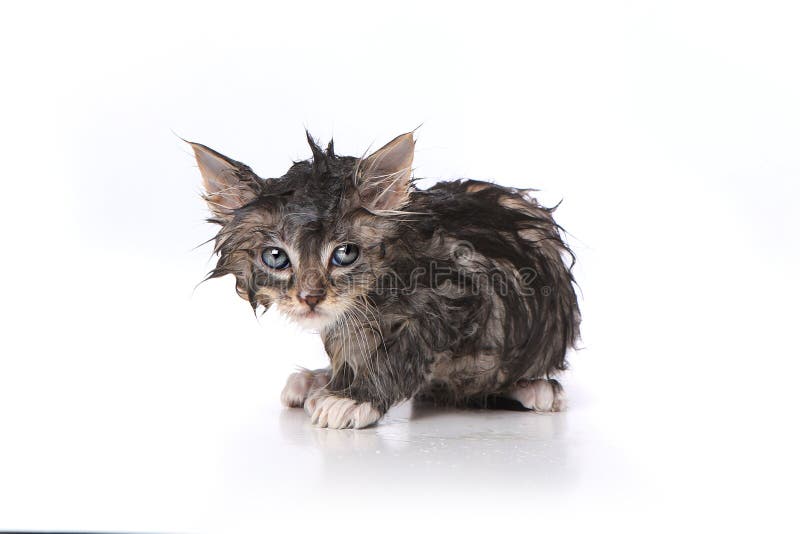 Wet and Mad Kitten after a Bath Stock Photo Image of feline, baby