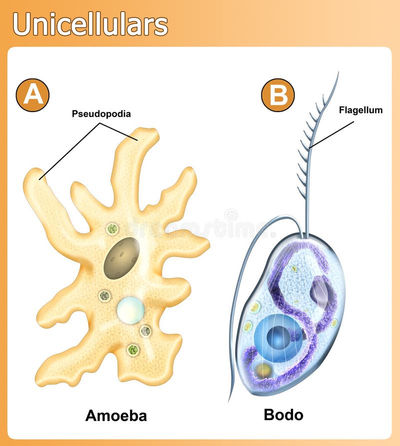 Unicellulars amoeba and bodo stock illustration