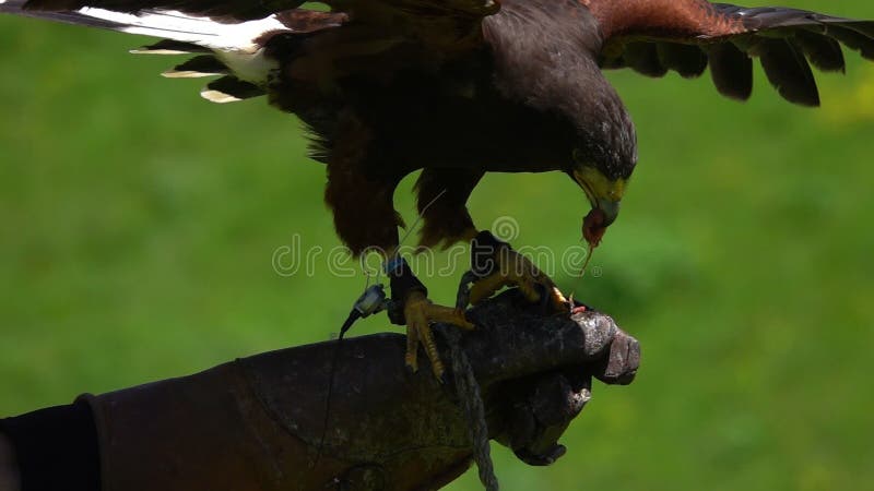 Unicinctus di Parabuteo dell'uccello del falco del ` s di Training Harris del falconiere sul campo