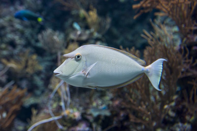 Unicorn Fish stockfoto. Bild von unicorn, fische, marine 58895574