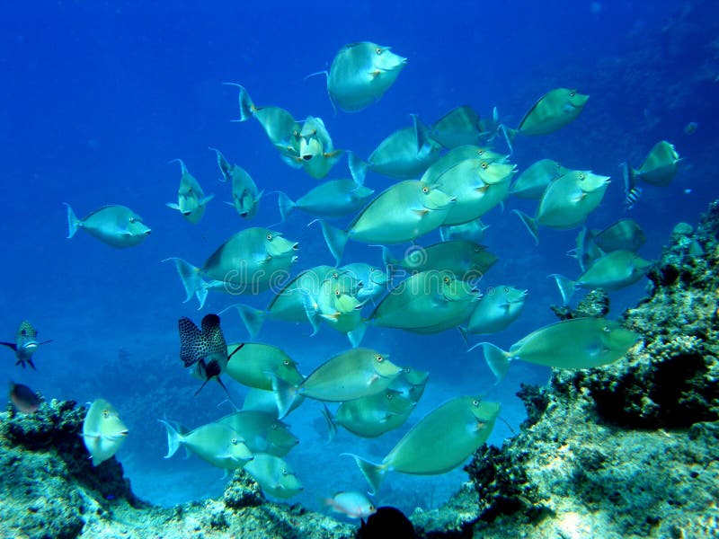 Unicorn för tang för kirurg för fiji fiskskola fotografering för bildbyråer