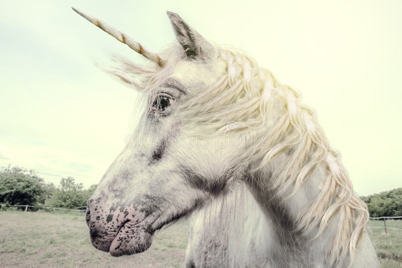 The Real Unicorn, realistic photography