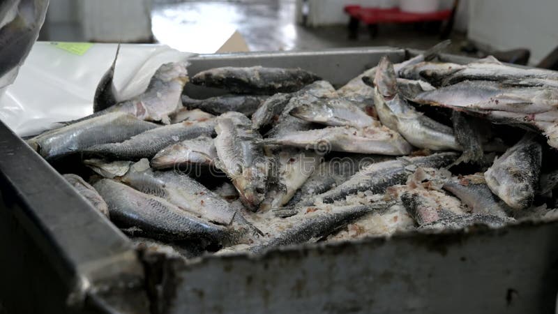 Unidade de triagem de peixe embalagem recipiente congelado