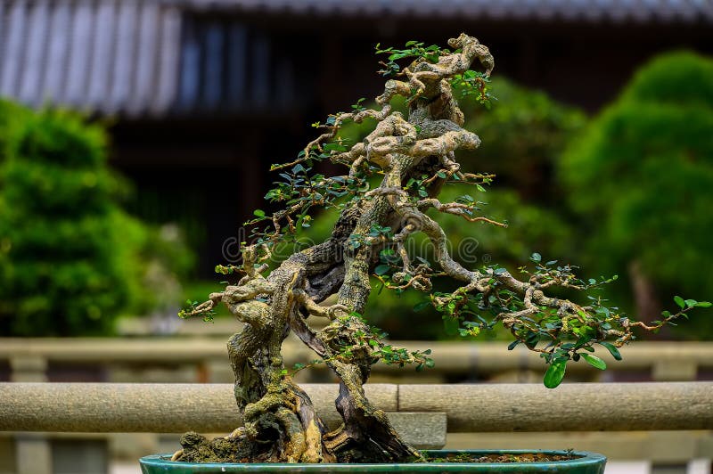 Unieke bonsai-plant ponamella pragiliagnep