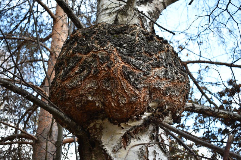 Unique huge mushroom giant chaga on a birch tree. On growth encircles the entire crown of the tree in a circle. Unique huge mushroom giant chaga on a birch tree. On growth encircles the entire crown of the tree in a circle.