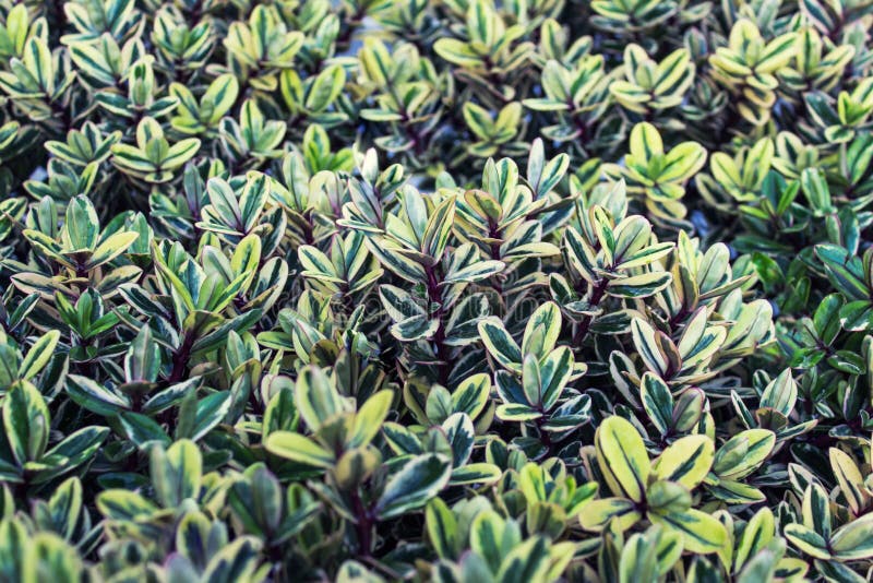 Uniform Nature Pattern Made of Plants Bushes Stock Image Image of