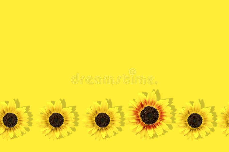 Unique big yellow sunflower among many small yellow sunflowers isolated on yellow background. Pop art design, creative summer concept. Individuality and difference concept. Copy space. Unique big yellow sunflower among many small yellow sunflowers isolated on yellow background. Pop art design, creative summer concept. Individuality and difference concept. Copy space