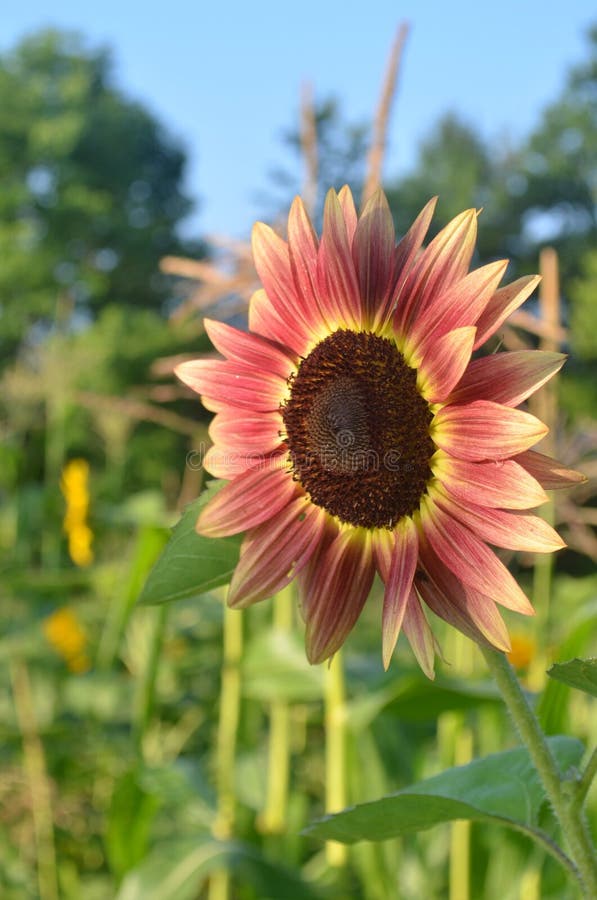 Beautiful Unique Strawberry Blonde sunflower. Beautiful Unique Strawberry Blonde sunflower