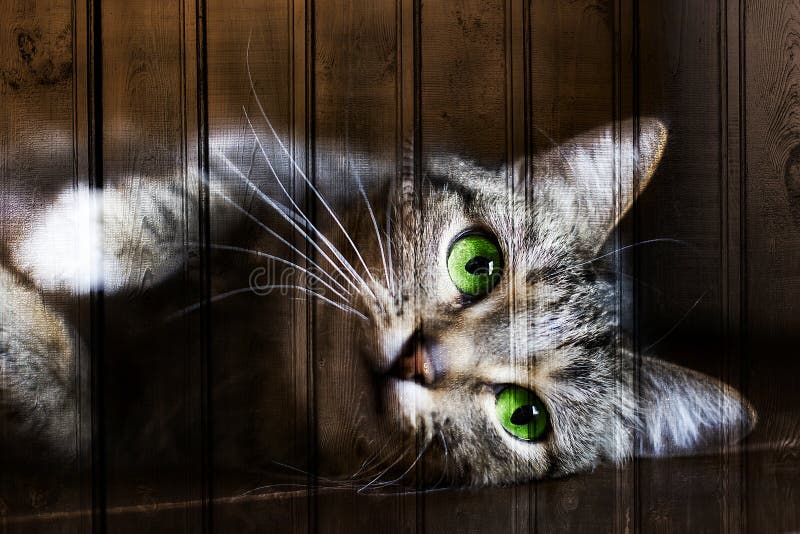 Unik textur, träbakgrund med gröna ögon för katt arkivbilder Unik textur, träbakgrund med gröna ögon för katt arkivbilder