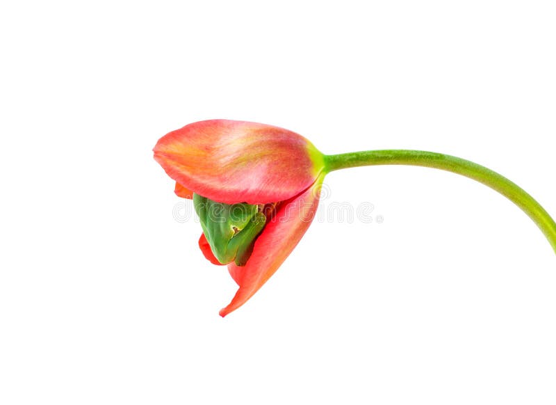 Unik Trädgroda som gömmer sig i tulpanblomma Grön groda som gömmer sig inuti en stor rosa tjock royaltyfri bild