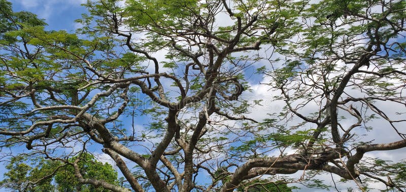 Unik trädkrona vid en park i Okinawa Japan arkivfoto