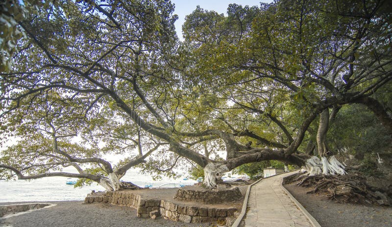 Unique trees growing along the lake. Unique trees growing along the lake