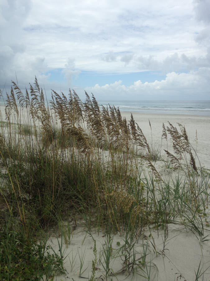 Uniola Paniculata (Sea Oats) Plants Growing in Sand Dunes on Atlantic Ocean Coast in Florida