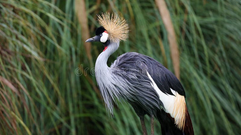 Unique african crowned crane in a lake, high definition photo of this wonderful avian in south america.