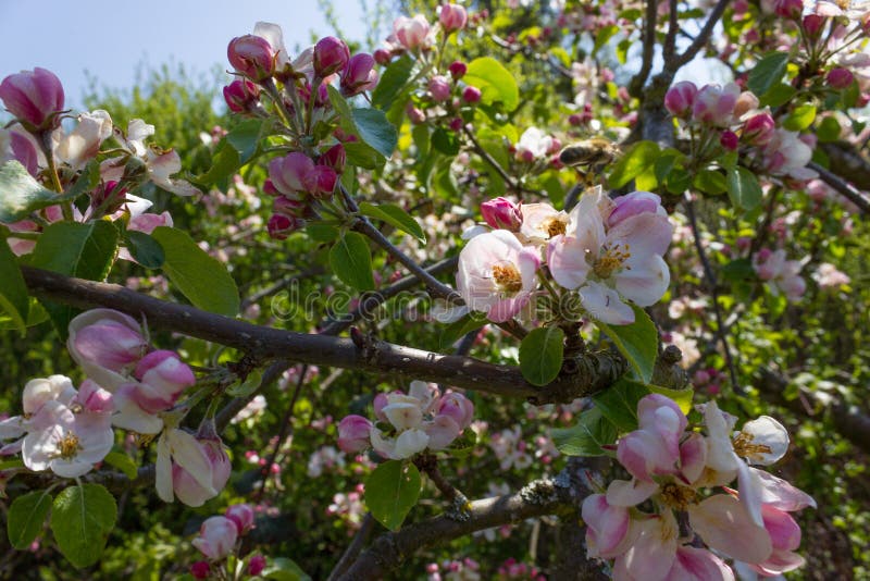 Blossoming of apple trees stock image. Image of branch - 103582745