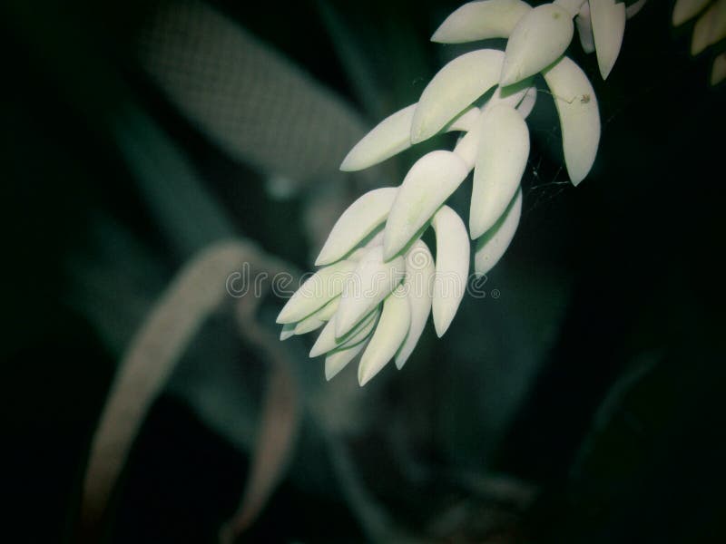 Unique Flower with Bright Green Color Stock Photo Image of green