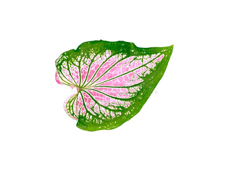 Isolated caladium leaf pink green and red color with clipping path on white background a closeup texture of beautiful vivid and unique heart-shaped of topical plant. Isolated caladium leaf pink green and red color with clipping path on white background a closeup texture of beautiful vivid and unique heart-shaped of topical plant