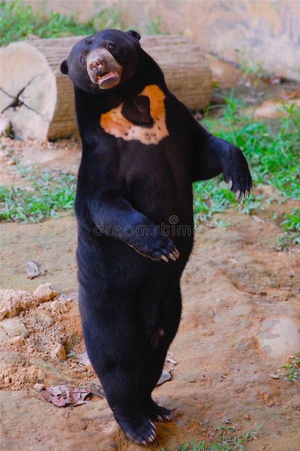 Standing Malaysian Sun Bear