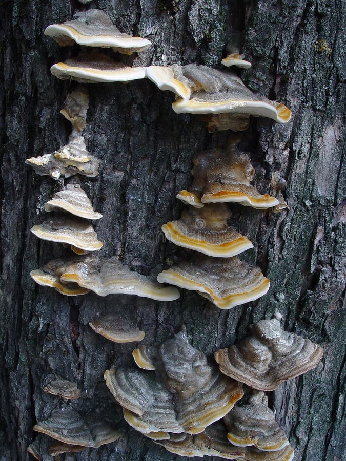 Unique Mushrooms that Grow on the Bark of a Tree Stock Photo Image of