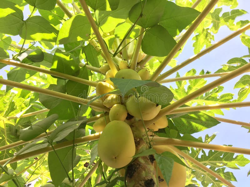 Yellow papaya tree stock image. Image of evergreen, juicy 252429083
