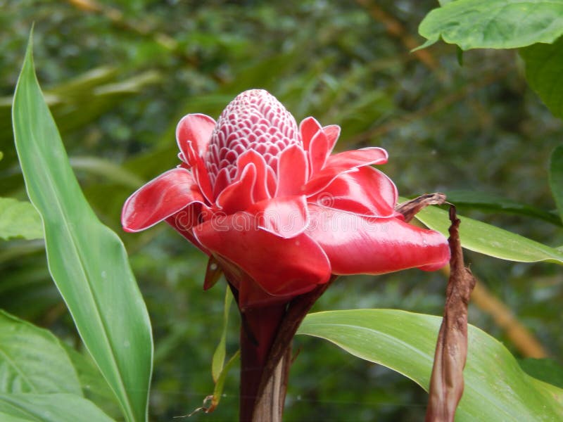 Unique Plants on the Big Island of Hawaii Stock Photo Image of