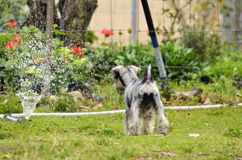 A unique rear view of a new little puppy dog, giving the viewer the perspective of a pet, who is discovering the water sprinkler in the home flower garden for the very first time. You can see how frozen she is and that she seems mesmerized by the water spraying out. A unique rear view of a new little puppy dog, giving the viewer the perspective of a pet, who is discovering the water sprinkler in the home flower garden for the very first time. You can see how frozen she is and that she seems mesmerized by the water spraying out.