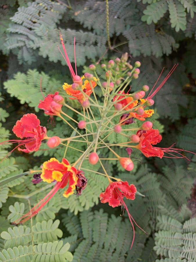 Unique Red Colour Flowers with Green Leaves Stock Photo Image of