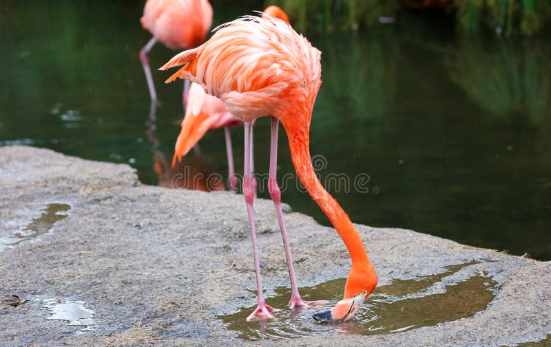 Unique red flamingo in a lake, high definition photo of this wonderful avian in south america.