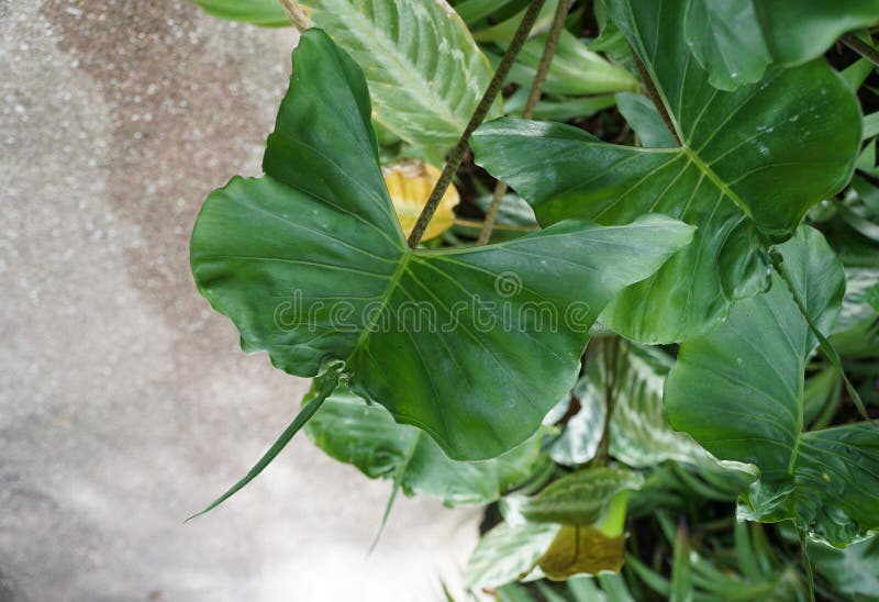 A Unique Shape and Green Leaf of Alocasia Stingray, a Rare Tropical ...