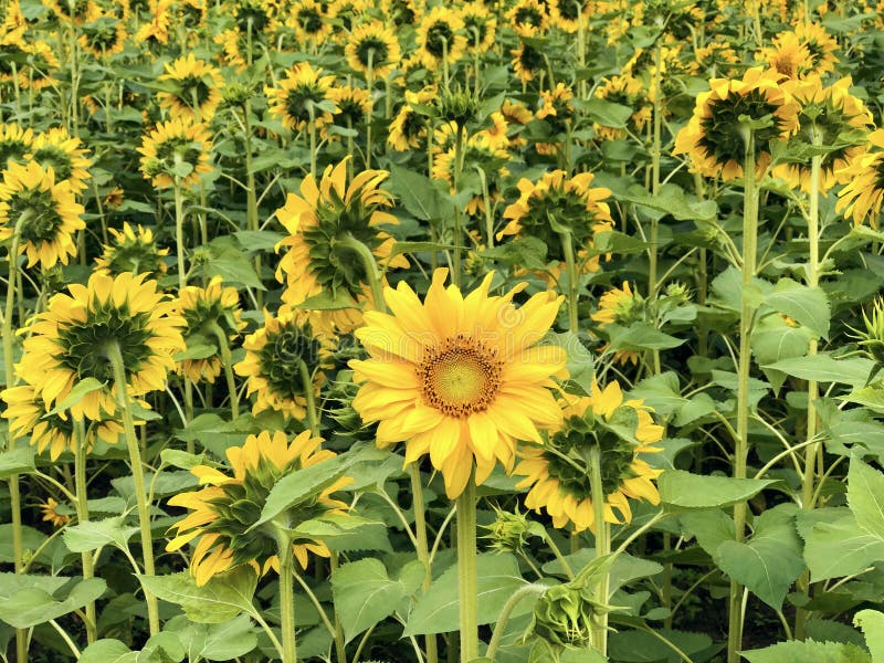 Unique Big Yellow Sunflower among Many Small Yellow Sunflowers Isolated