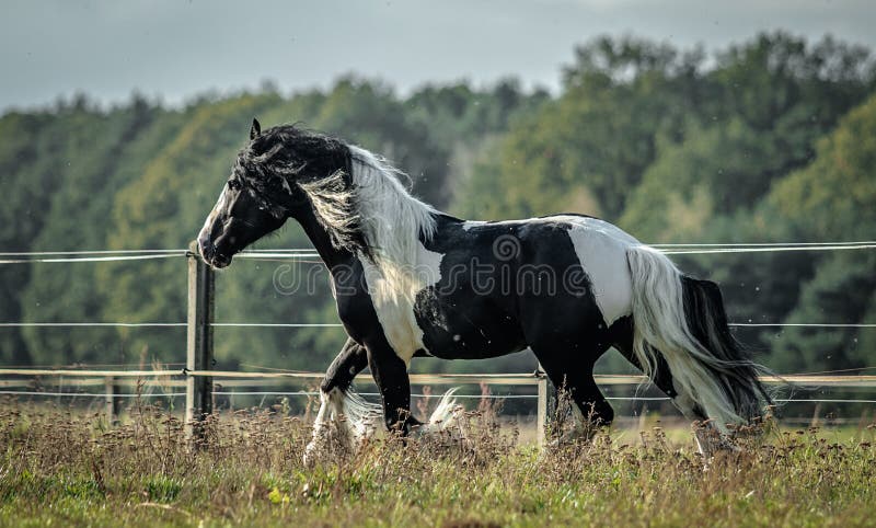 Beautiful tinker horse with long mane walking free in the meadow