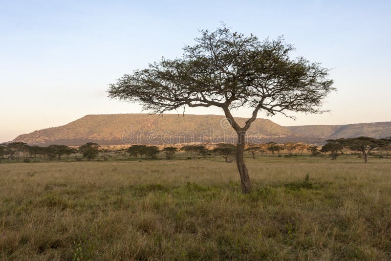Unique Tree in Africa stock image. Image of tanzania 36447381