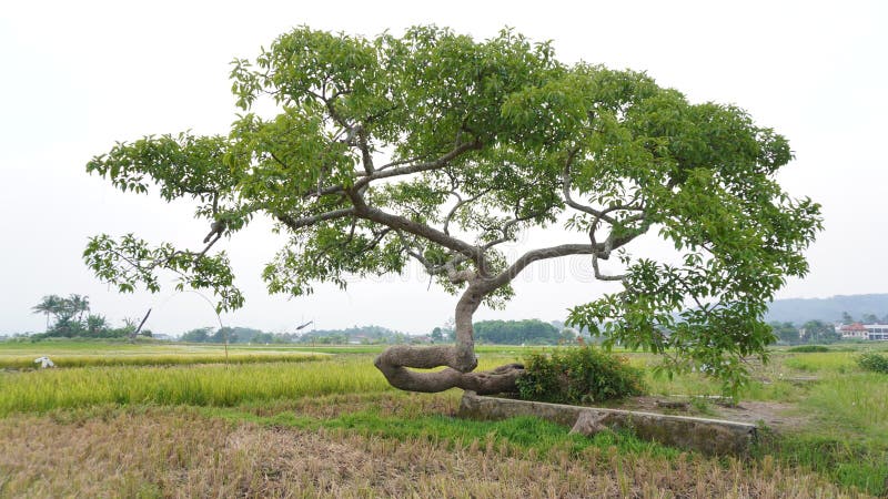 Unique tree with curved trunk royalty free stock photography