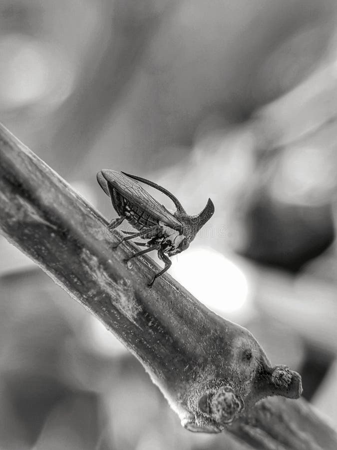 Three Horns Desert Landforms Stock Image Image of landscape, landform