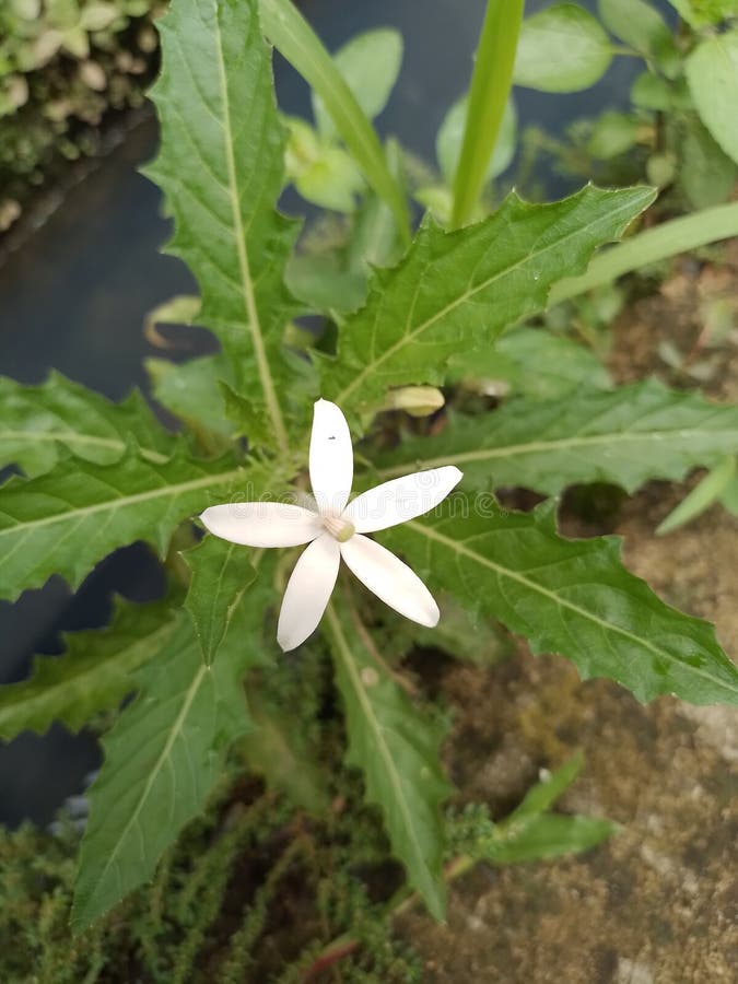 A Unique White Flower with Five Petals that Blooms and Grows beside the