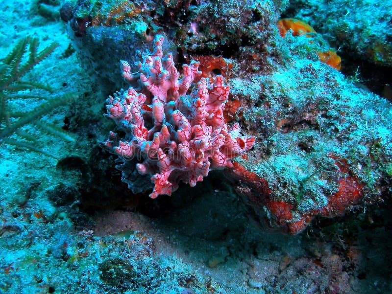 United Caribbean coral