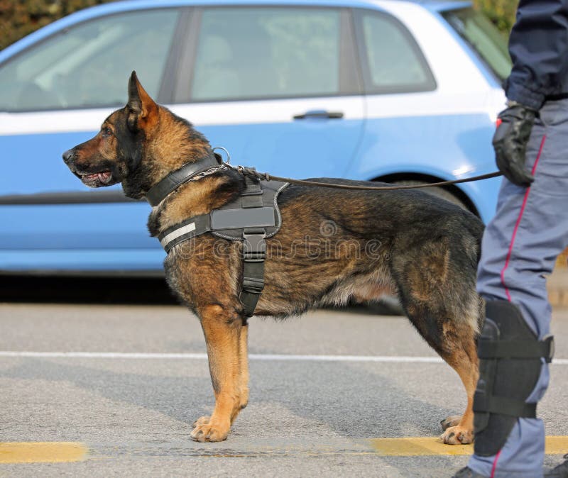 Unità canina del cane della polizia