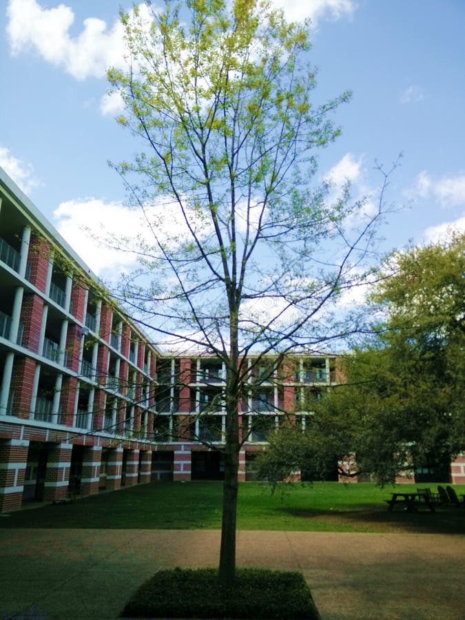 Universita Di Riso Houston Tx Stati Uniti Fotografia Stock Immagine Di Alberi Costruzione