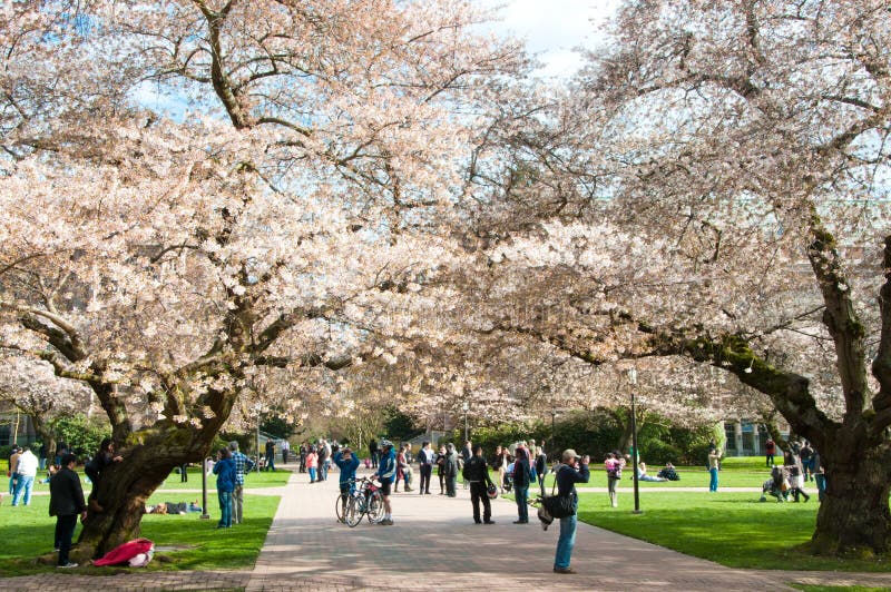 Universiteit van Bomen van de Kers van Washington de Bloeiende royalty-vrije stock afbeeldingen Universiteit van Bomen van de Kers van Washington de Bloeiende royalty-vrije stock afbeeldingen