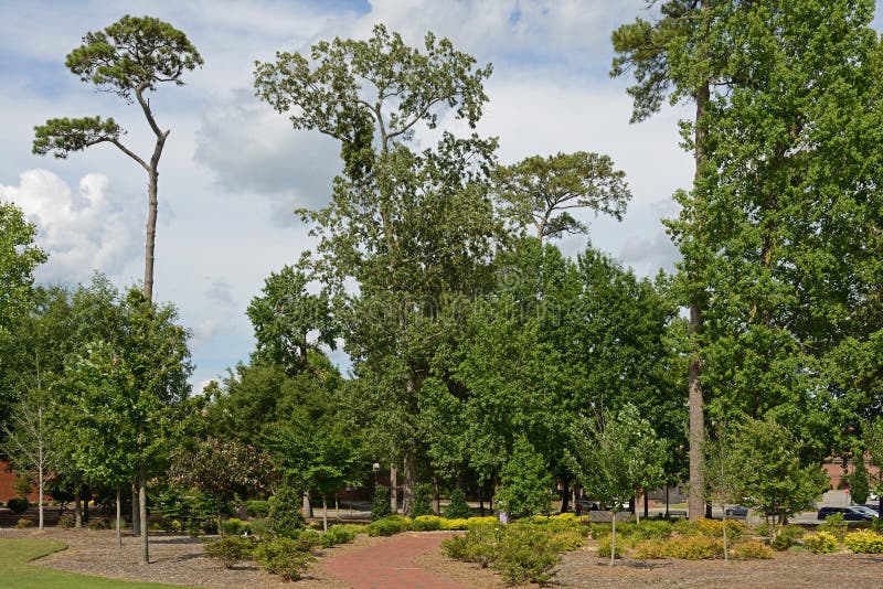 Universiteit van oost - carolina ecu publiek onderzoek universiteit van greenville noord - carolina. mooi oud park